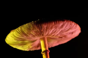 Minnesota Omnibus Health Bill Includes Provisions for Psychedelic Task Force