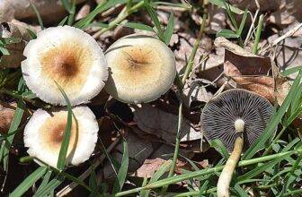 New California Ballot Initiative Would Create $5 Billion State Psychedelics Agency To Fund Research With Goal Of Therapeutic Access