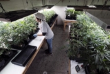 South Jersey towns rush to ban pot despite NJ voters overwhelmingly supporting it