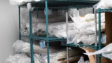 Freezing freshly harvested cannabis retains moisture, terpenes