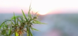 Flower Brand With Facilities in Colombia Goes Public on Nasdaq