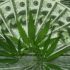Apple Now Allows Marijuana Businesses On Its App Store, While Google Maintains Ban