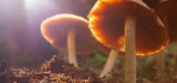 Study: Psilocybin Helps Growth of Neural Connections Reduced by Depression