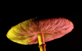 Minnesota Omnibus Health Bill Includes Provisions for Psychedelic Task Force