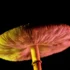 Minnesota Senate Approves Flower Legalization Bill